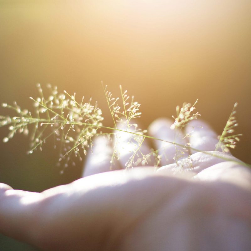 Hand holding Beautiful grass flowers with natural sunlight. Peace and Amity of Valentine's day concept.