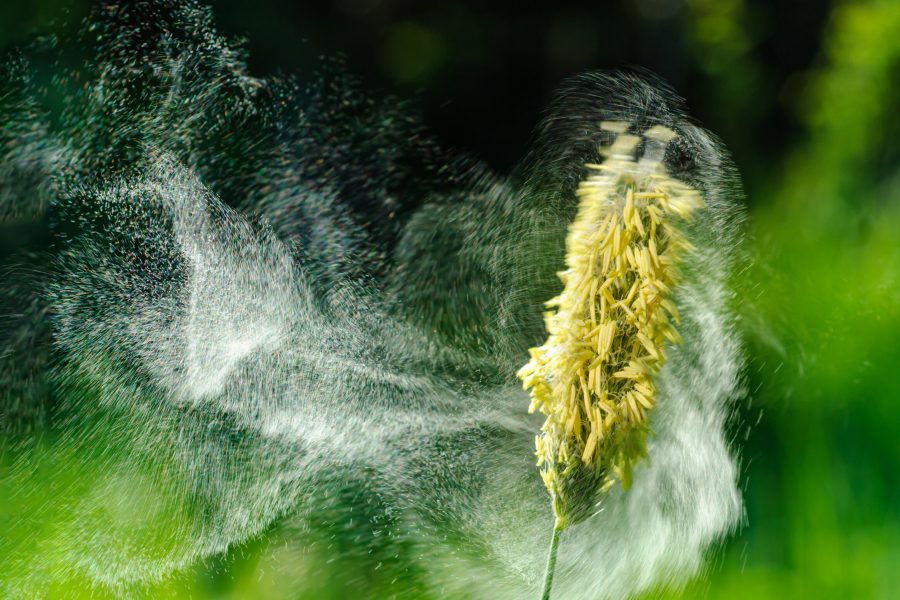 Allergietest Neuss bei erfahrener Allergologe in Neuss